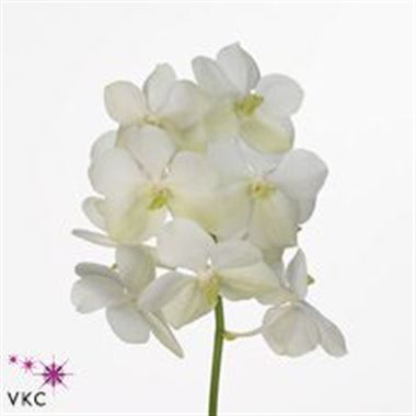 Vanda Orchid - Tayanee White