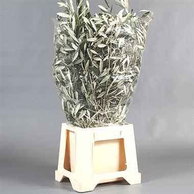 Olive Branches