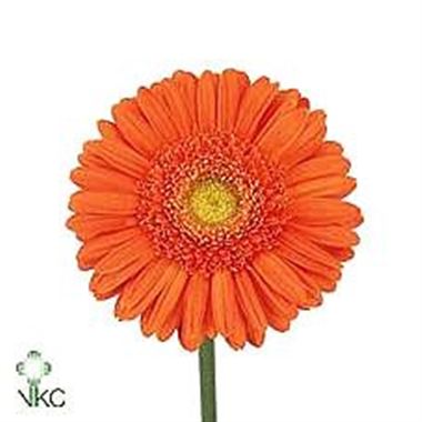 Gerbera Mexx