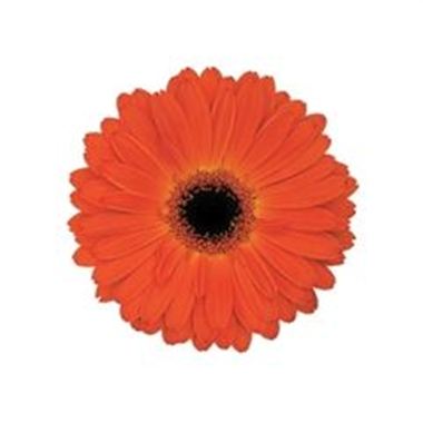 Gerbera Mistique