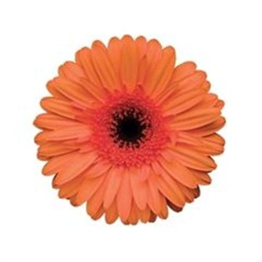 Gerbera Optima