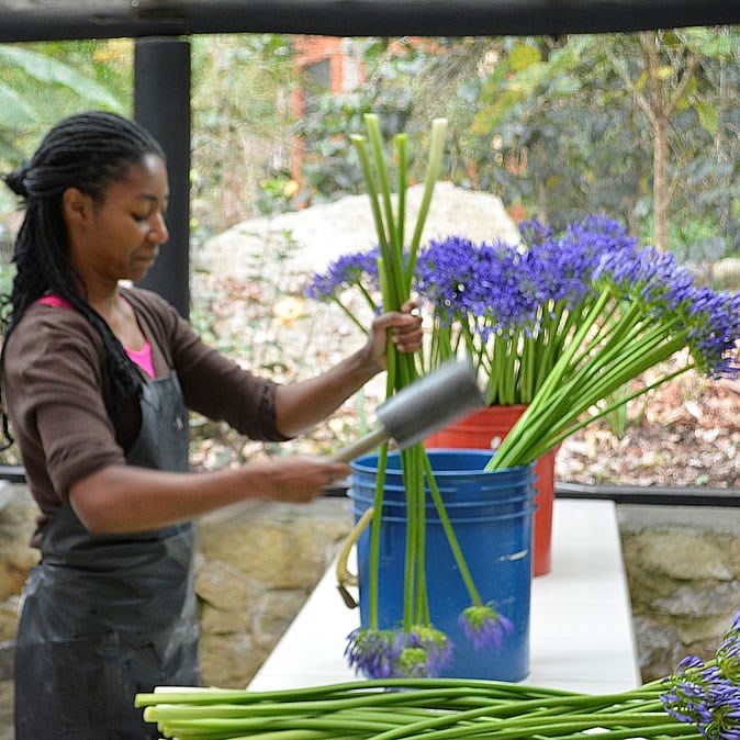 Agapanthus Blue (Extra Grade)