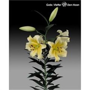 Lily Oriental - Conca d'Or