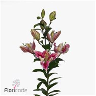 Lily Oriental - Parrot Pink