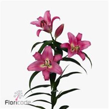 Lily Oriental - Profundo