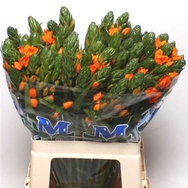 Ornithogalum sunshine