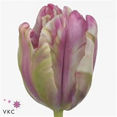 Tulips Fresh Air (Parrot)