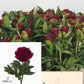 Peony Christmas Velvet