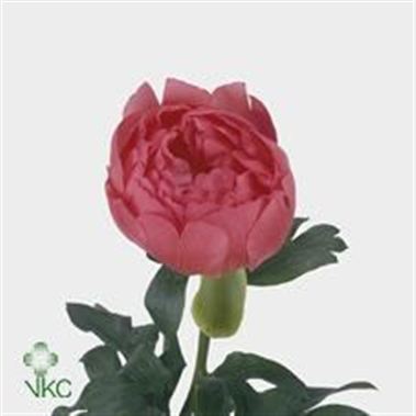 Peony Coral Sunset