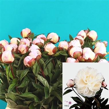 Peony Gardenia