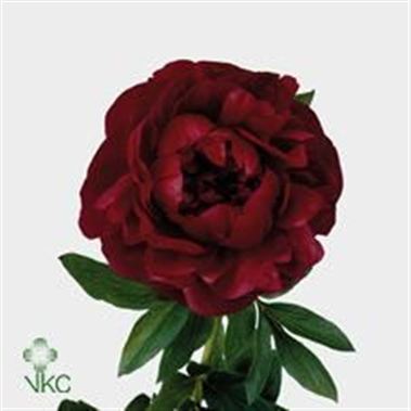 Peony Henry Bockstoce
