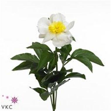 Peony Jan Van Leeuwen