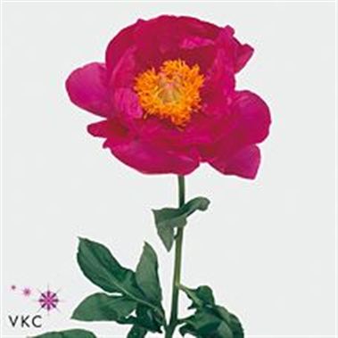 Peony Paula Fay