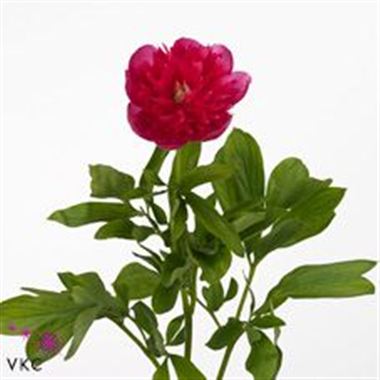 Peony Officinalis Rosea Plena