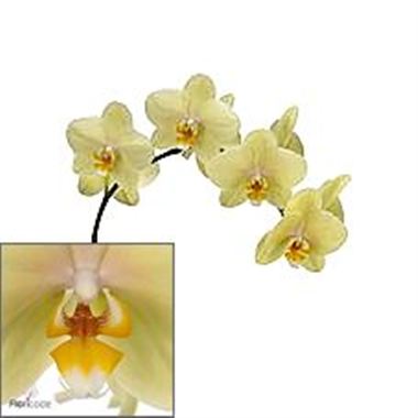 Phalaenopsis Orchid - anthura detroit
