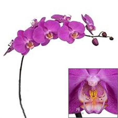 Phalaenopsis Orchid - anthura seoul