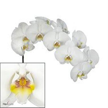 Phalaenopsis Orchid -  kobe
