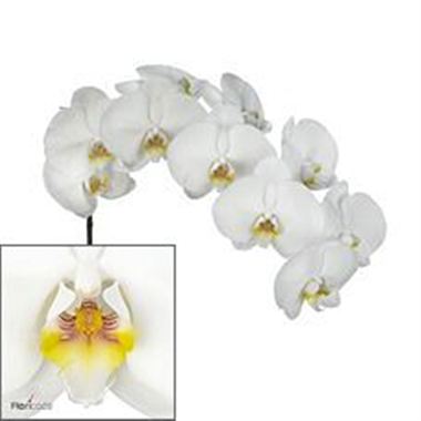 Phalaenopsis Orchid - kobe