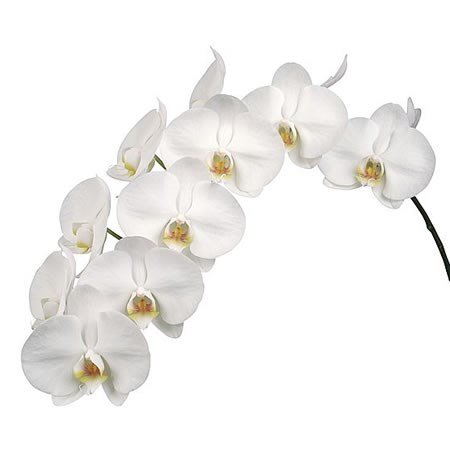 Phalaenopsis Orchid - Kobe