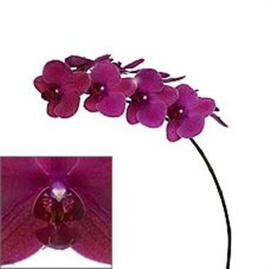 Phalaenopsis Orchid - rossini