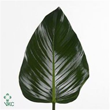 Philodendron Congo Green
