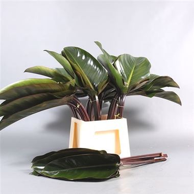 Philodendron Red Beauty