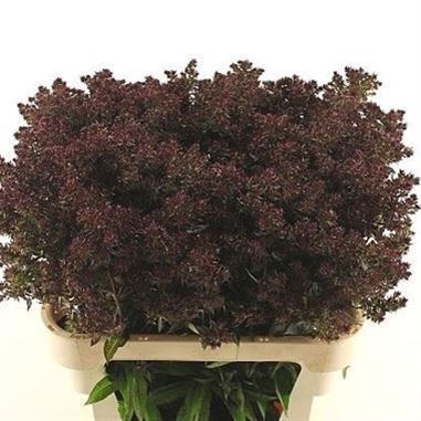 Phlox Blind Lion