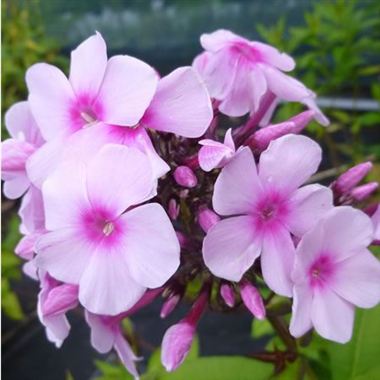 Phlox Bright Eyes