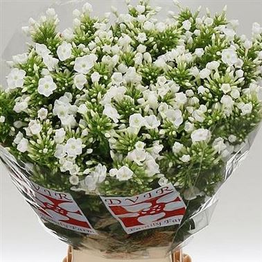 Phlox Icecap