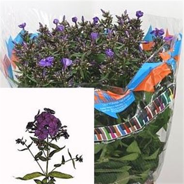 Phlox Van Gogh