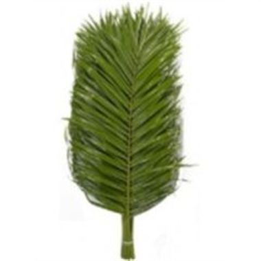 Phoenix roebelenii Palm