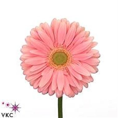 Gerbera Plot