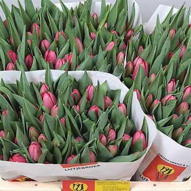 Tulips Pink (our choice)