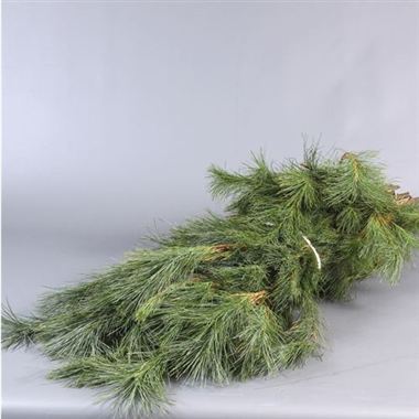 Pinus Strobus per bunch