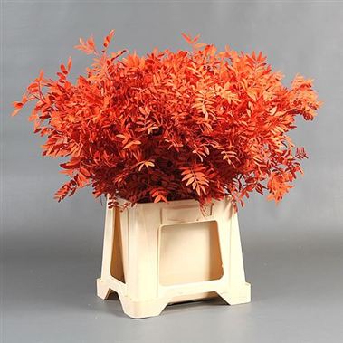 Pistache Painted orange