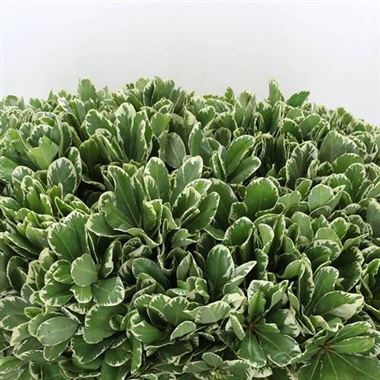 Pittosporum Ilan (Large Leaf)