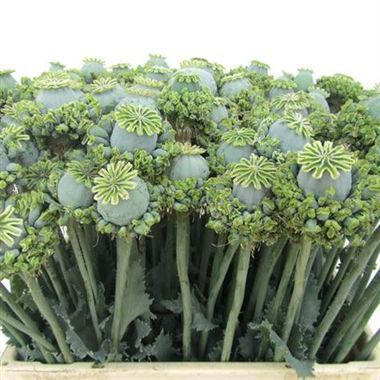 Papaver Hen and Chicken