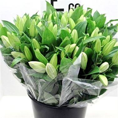 White Lilies - 3 stem bunches