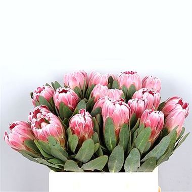 Protea Carnival