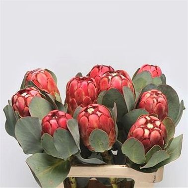 Protea Grandiceps