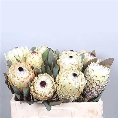 Protea Ice Queen