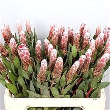 Protea Ivy