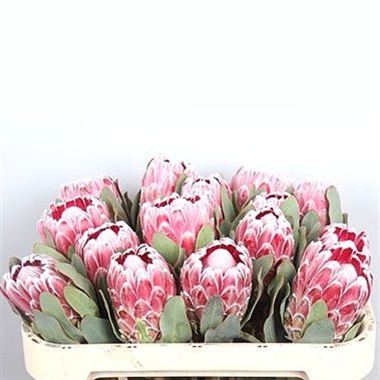 Protea Lady Di