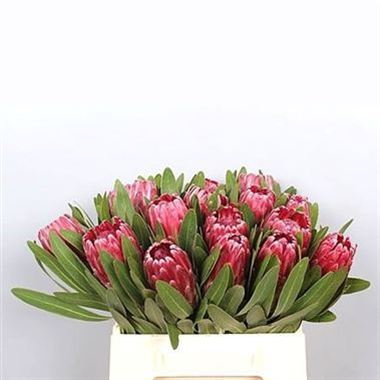 Protea Lancelot