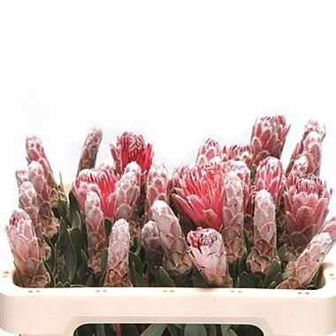 Protea Pink Lady