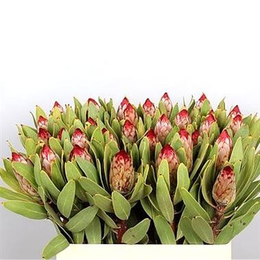 Protea robijn