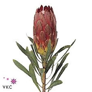 Protea Rubens