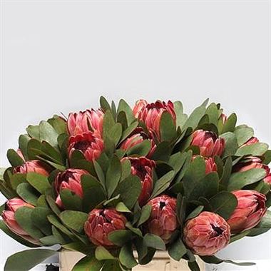 Protea Sylvia