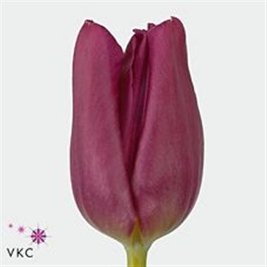 Tulips Passionale