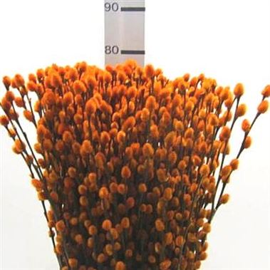 Pussy Willow Dyed Orange
